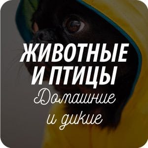 Открытки «Животные и птицы» Открытки «Животные и птицы»