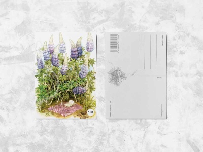 Почтовая открытка «Люпины»