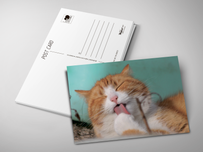 Почтовая открытка «Рыжий котик»