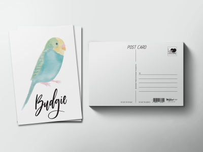 Почтовая открытка «Птица Волнистый попугай»